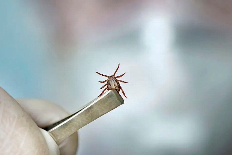 campos-registra-dois-obitos-por-febre-maculosa;-infectologista-faz-alerta