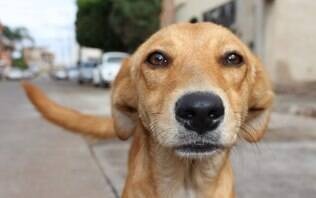 aguas-do-paraiba-realiza-campanha-de-doacao-de-racao-e-utensilios-para-pets