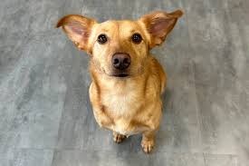 animais-domesticos-terao-direito-a-rg-com-cadastro-nacional