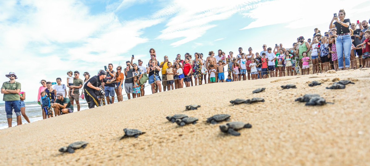 ​verao-sanjoanense-tera-caminhada-de-filhotes-de-tartarugas-marinhas-ao-mar-durante-o-mes-de-janeiro