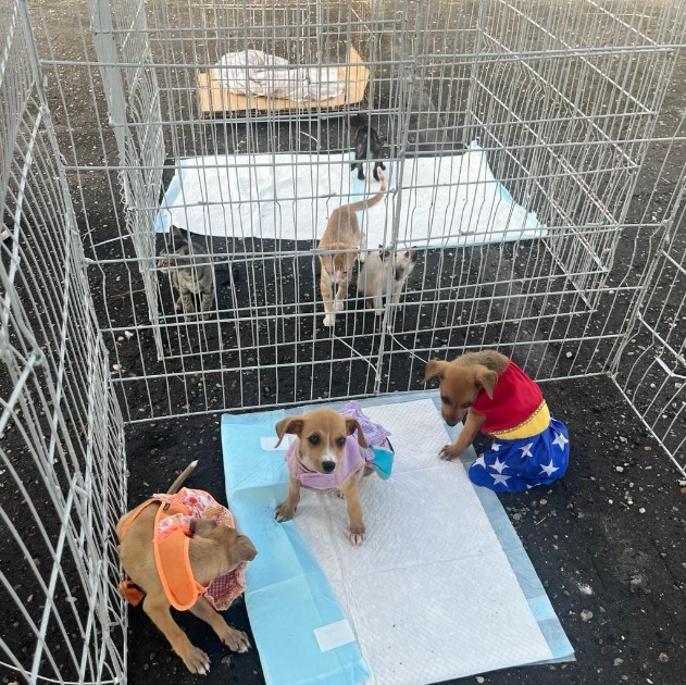 “blocao-pet”:-ccz-realiza-primeira-feira-de-adocao-do-ano-neste-sabado