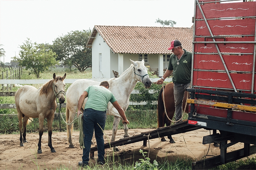 lei-sobre-apreensao-de-animais-soltos-e-sancionada-em-sao-francisco-de-itabapoana