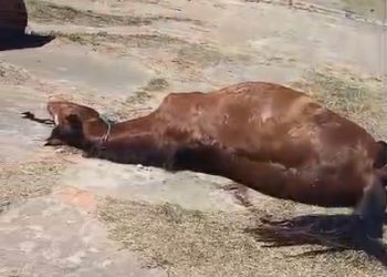 Moradores da Alberto Lamego pedem retirada de cavalo morto da avenida