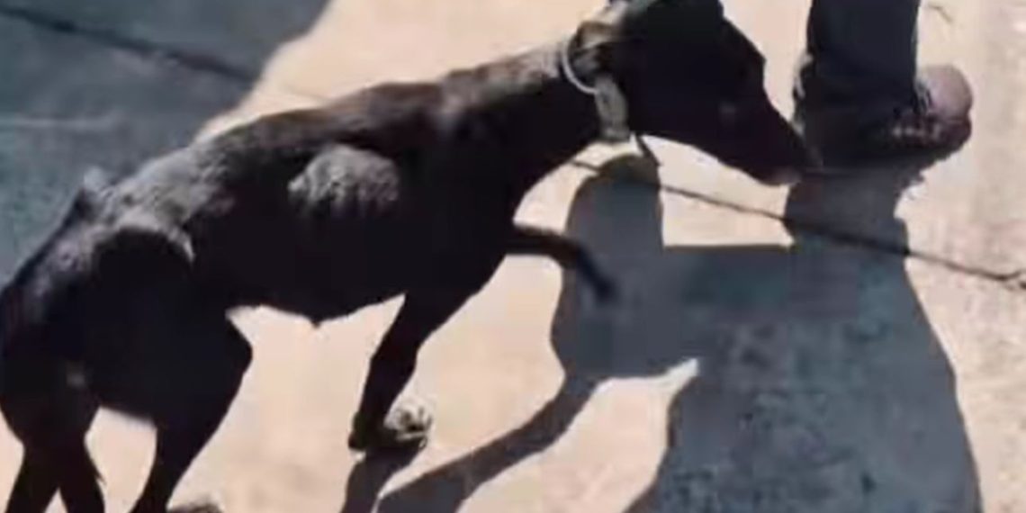 Polícia Civil e CCZ encontram cachorro morto após denúncia de maus-tratos a animais em Campos