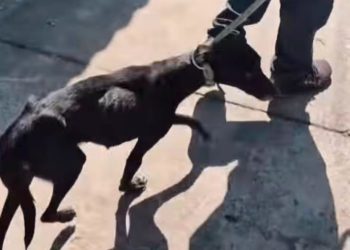 Polícia Civil e CCZ encontram cachorro morto após denúncia de maus-tratos a animais em Campos