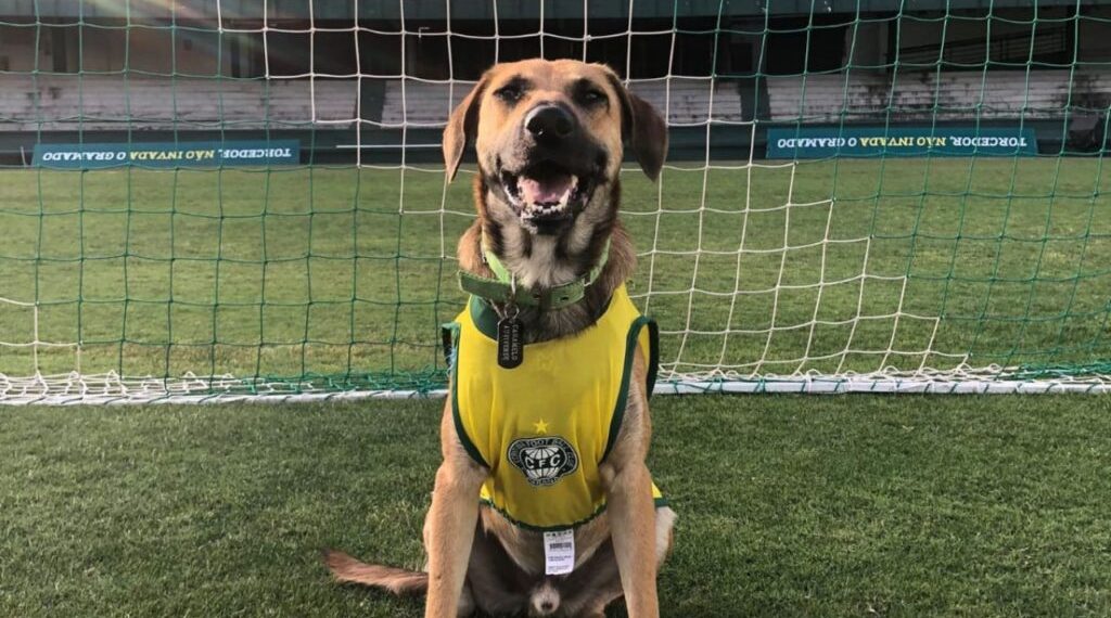 Emocionante! Coritiba surpreende e entra em campo com cachorros caramelos