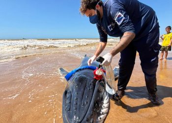 Força-tarefa tenta salvar filhote de baleia encalhado em Grussaí, mas animal não resiste e morre na beira-mar