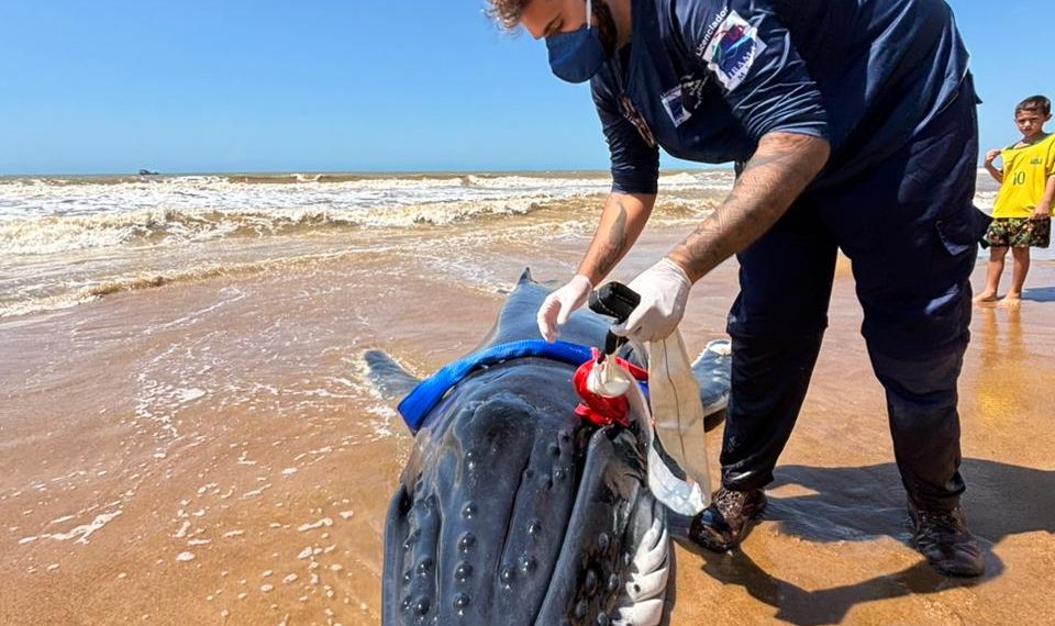 Força-tarefa tenta salvar filhote de baleia encalhado em Grussaí, mas animal não resiste e morre na beira-mar