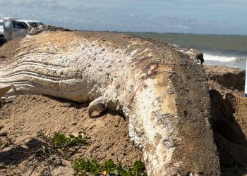 Baleia-jubarte é encontrada morta na praia de Gargaú, em SFI