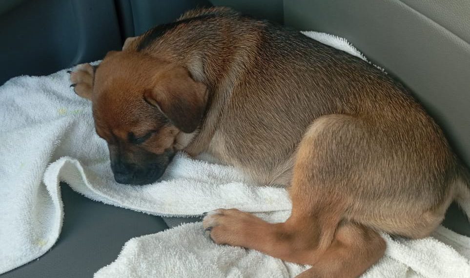 Cadela atropelada em Farol passa bem e deve ganhar um novo lar; polícia investiga o caso