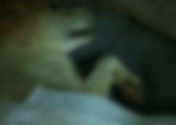 Cachorro morre durante foguetório em Campos