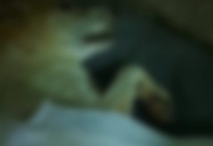 Cachorro morre durante foguetório em Campos