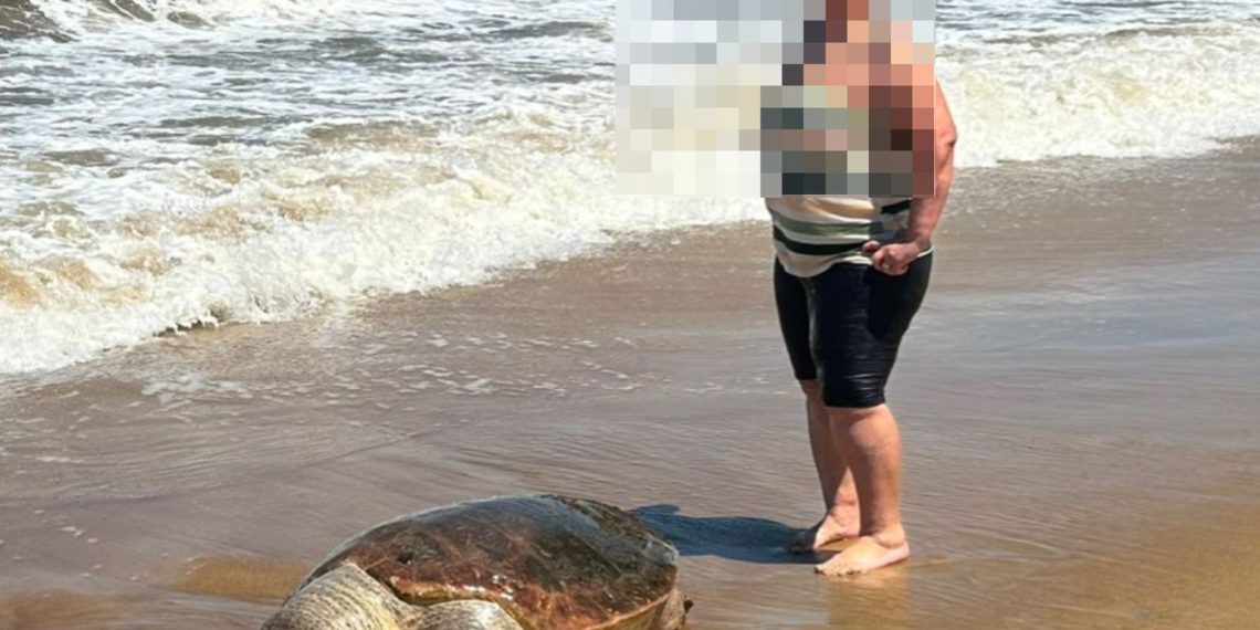 Tartaruga é encontrada morta na praia de Santa Clara, em SFI