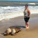 Tartaruga é encontrada morta na praia de Santa Clara, em SFI