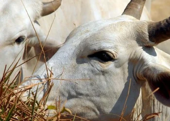 Bois exportados vivos: ONGs denunciam precariedade e riscos ambientais
