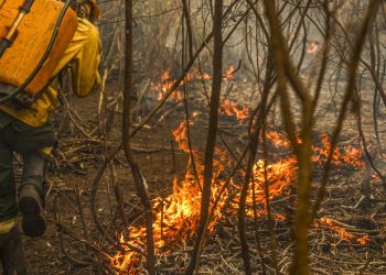 Governo lança painel inédito para rastrear gastos ambientais