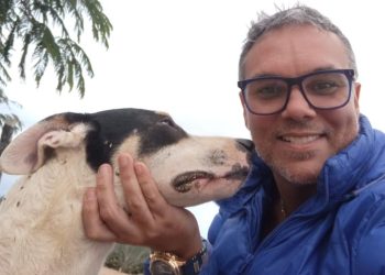 Fogos de artifício acarretam sofrimento físico e risco para animais