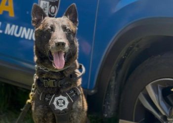 “Baru”, cão da Guarda Municipal de Campos, se aposenta após 8 anos de atuação
