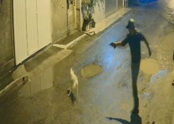 Homem que matou cachorro do vizinho a tiros é preso pela Polícia Civil