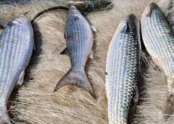 Pesca de tainha na modalidade arrasto de praia está suspensa