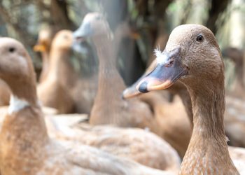Entidades defendem projeto que proíbe alimentação forçada de animais