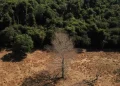 Depois da COP17, Brasil é cobrado a efetivar metas de restauração