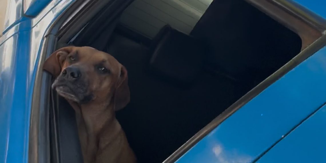 Vira-lata caramelo vira mascote de policiais e participa de patrulhamentos
