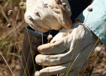 Pesquisadores encontram plantas consideradas extintas há 30 anos